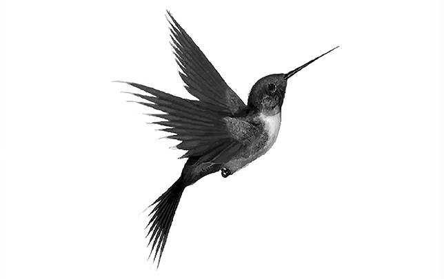 Logo Revista Alegranza